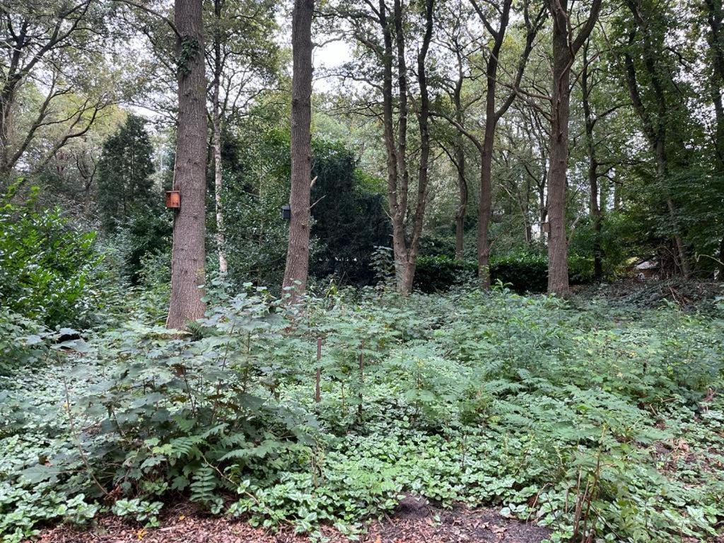 Huisje In Het Bos Zuidlaren Buitenkant foto